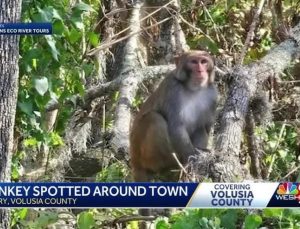 Florida sokaklarında vahşi maymunlar görüldü