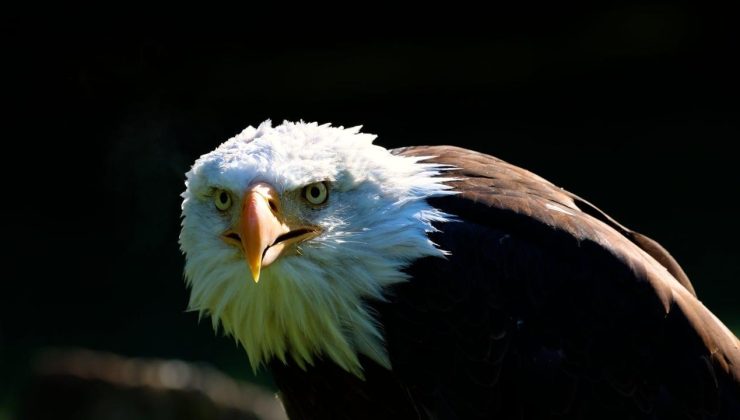 Kel kartal, ABD’nin milli kuşu oldu